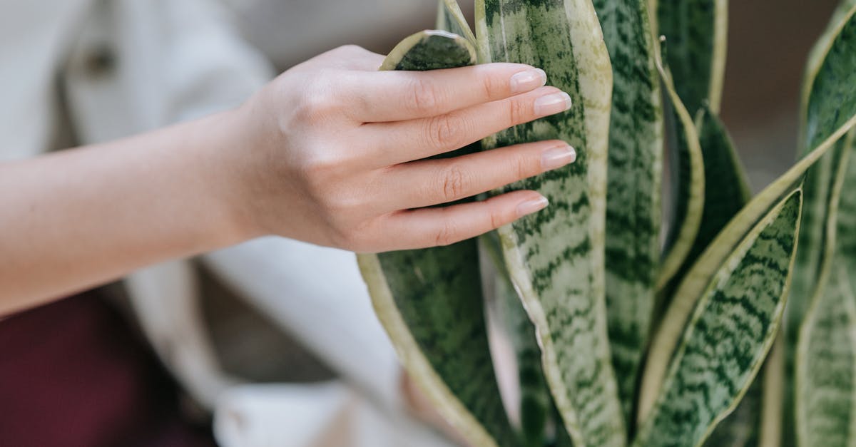 A hand holding a plant